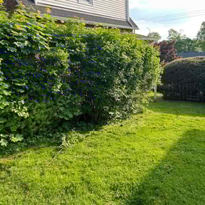 Bush Trimming by Denson's Total Lawn Care reviewed on August 5, 2022