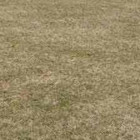 Leaf Removal by Let Us Mow reviewed on May 2, 2022