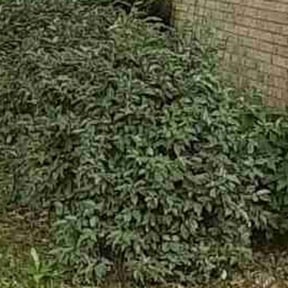 Bush Trimming by Solis Landscaping  &amp; Maintenance LLC reviewed on September 4, 2024