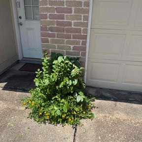 Bush Trimming by Lawn Dominators reviewed on November 28, 2022