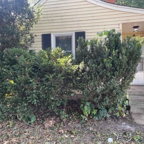 Bush Trimming by Suncoast Mowing and Pressure Washing Company reviewed on May 10, 2022