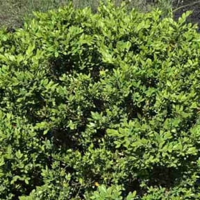 Flower Bed Weeding by Get it done handyman service and custom design llc reviewed on November 15, 2022