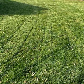 Bush Trimming by 3D GARDEN DESIGN and lawn care reviewed on November 2, 2022