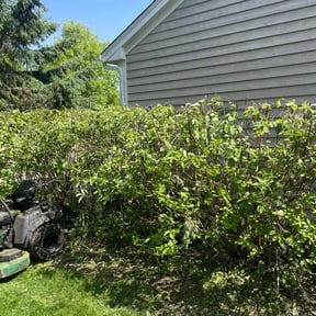 Bush Trimming by JJ Lawn and Tree Trimming reviewed on January 5, 2021