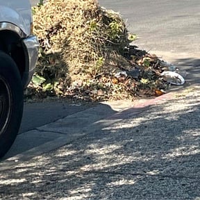 Leaf Removal by Sayless reviewed on May 26, 2022