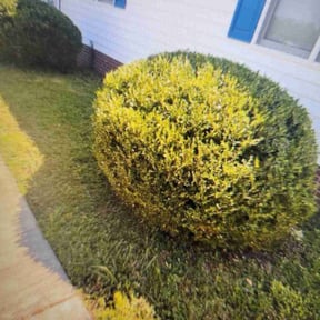 Bush Trimming by Rogelios reviewed on May 18, 2022