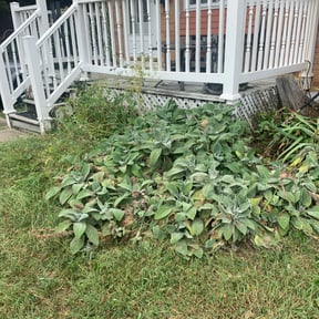Flower Bed Weeding by H&M reviewed on May 26, 2022