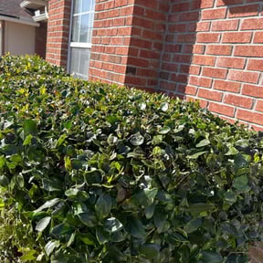 Bush Trimming by Boyd's Buzzin Landscaping reviewed on August 9, 2025