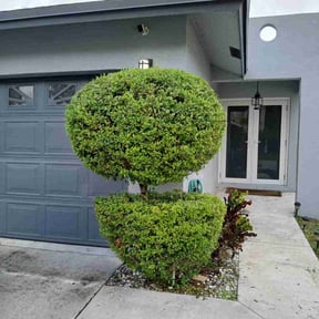 Bush Trimming by All Lawn Services reviewed on August 3, 2024