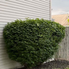Bush Trimming by Cari lawn care reviewed on May 23, 2022