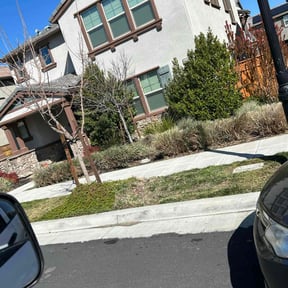 Bush Trimming by Maciel Landscaping reviewed on March 28, 2025