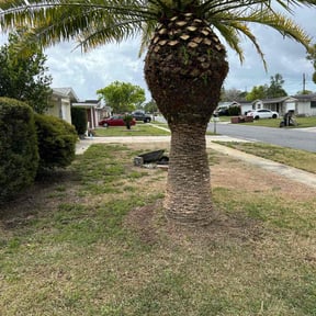Bush Trimming by Will's Sharp Edge Cutz reviewed on July 22, 2022