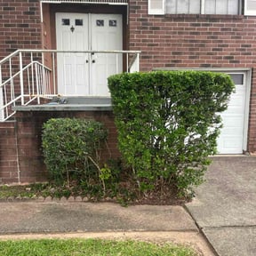 Bush Trimming by LSLTDallas/FortWorthTruGreen reviewed on October 23, 2024