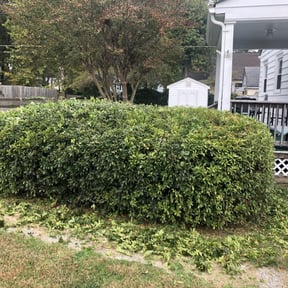 Bush Trimming by The Business reviewed on December 14, 2024
