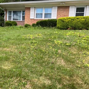 Bush Trimming by EECO SERVICES LLC reviewed on May 8, 2021