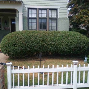 Bush Trimming by LI LawnCare reviewed on July 12, 2025