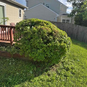 Bush Trimming by Most Wanted Landscapes reviewed on July 14, 2022