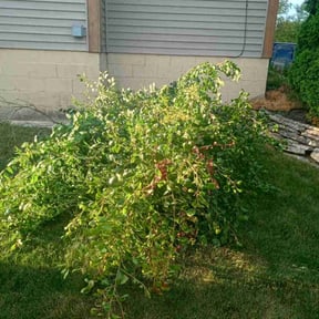 Bush Trimming by NRB Landscape Services reviewed on May 20, 2022