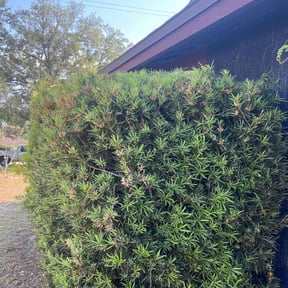 Bush Trimming by Affordable Lawn Solutions llc reviewed on October 9, 2022