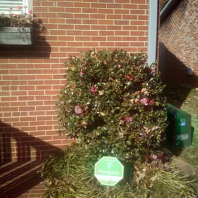 Bush Trimming by Paul and Paul lawn service and landscaping reviewed on July 21, 2022