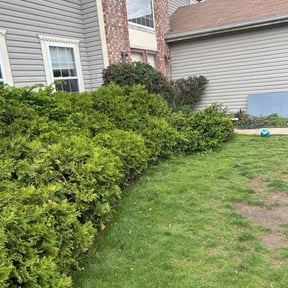 Bush Trimming by B&SS reviewed on May 31, 2022