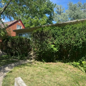 Bush Trimming by MVP Services and Lawn care6 reviewed on April 25, 2022