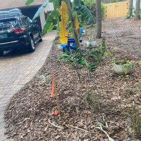 Bush Trimming by Adams Paiz reviewed on April 14, 2022