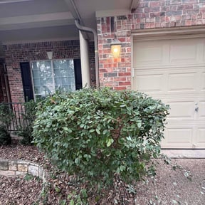 Bush Trimming by Mm lawn care llc reviewed on November 28, 2023