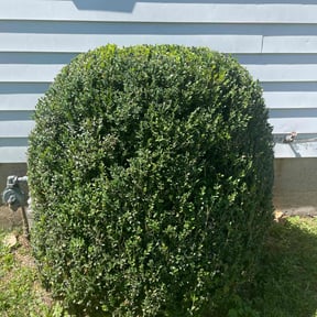 Bush Trimming by Valenciano Lawn Services LLC reviewed on August 1, 2025