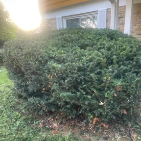 Bush Trimming by Jeff's Lawn service reviewed on August 9, 2022
