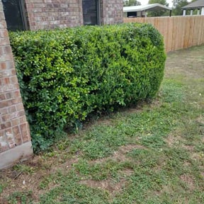 Bush Trimming by Omar Martinez reviewed on April 16, 2022