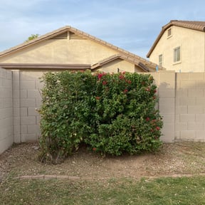 Bush Trimming by maintenance and landscaping reviewed on May 23, 2025