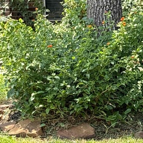 Bush Trimming by Emerald Lawns reviewed on March 5, 2025