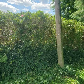 Bush Trimming by Reliable Cuts Lawn service LLC reviewed on April 24, 2022