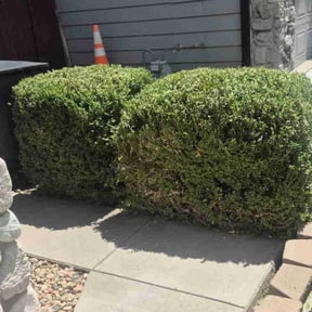 Bush Trimming by Jeremy Jobs reviewed on June 10, 2022