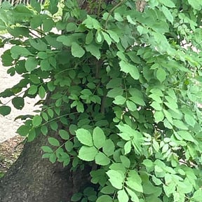 Leaf Removal by Extreme Green Lawn Pros LLC reviewed on June 2, 2022