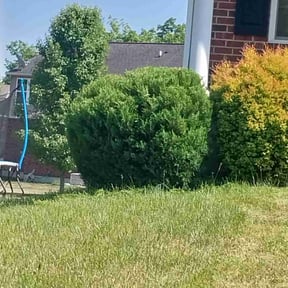 Bush Trimming by S&J Lawn Services reviewed on June 19, 2022