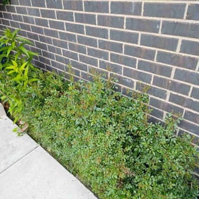 Bush Trimming by RD Lawn Services reviewed on December 16, 2021