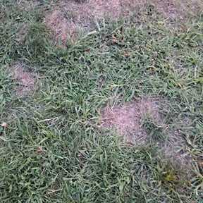 Bush Trimming by The Lawn Cypress reviewed on April 20, 2022