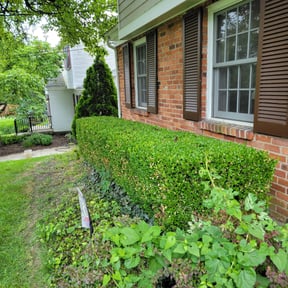 Bush Trimming by Jose&Jose Landscaping reviewed on June 12, 2022