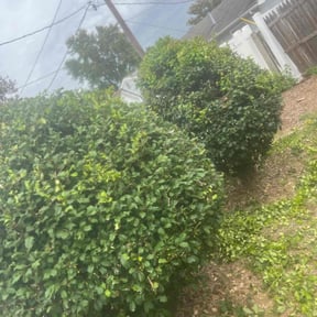 Bush Trimming by Quick Snips reviewed on July 2, 2022