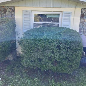 Bush Trimming by Beloved Lawns reviewed on September 11, 2024