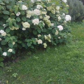Weeding by Marisol lawn care reviewed on May 18, 2022