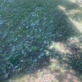 Leaf Removal by Fischer &amp; Sons Lawn Services reviewed on June 18, 2024