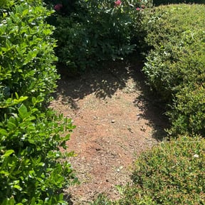Flower Bed Weeding by Backwood land management reviewed on September 20, 2020