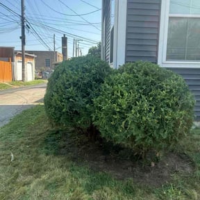 Bush Trimming by Greenblade Mowing reviewed on November 9, 2023