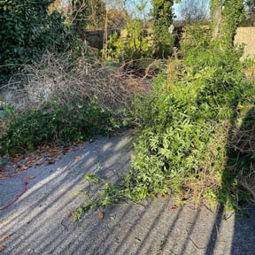 Bush Trimming by Erick's Lawn Maintenance reviewed on July 27, 2022