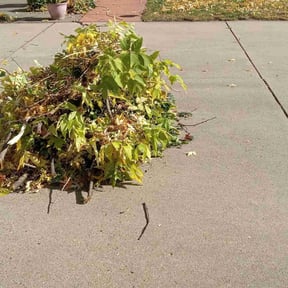 Bush Trimming by RJS Lawn Care LLC reviewed on April 24, 2022