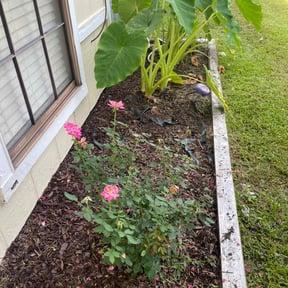 Flower Bed Weeding by Carlos Lawn reviewed on October 16, 2024