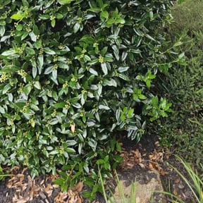 Bush Trimming by Ermaniscleancutsllc reviewed on July 29, 2022